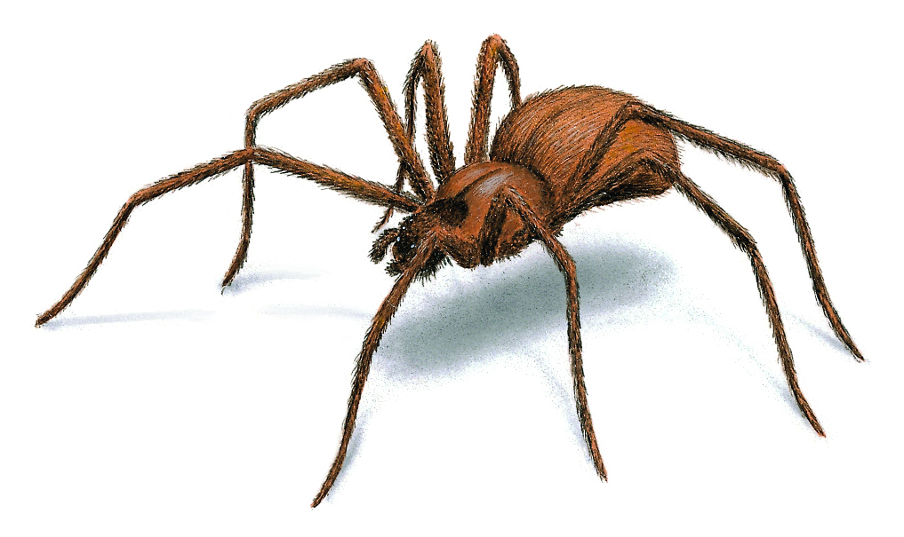 is-it-a-brown-recluse-spider-bite-do-you-know-what-to-look-for-love